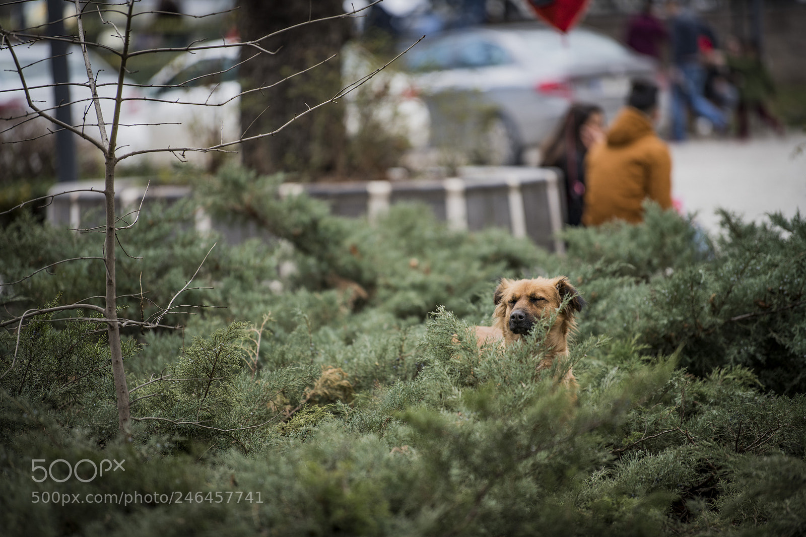 Nikon D850 sample photo. Dog heart hiding photography