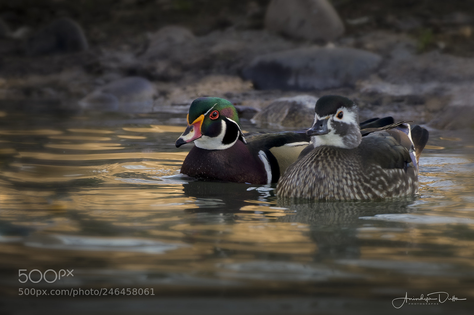 Canon EOS 7D Mark II sample photo. Lovers photography