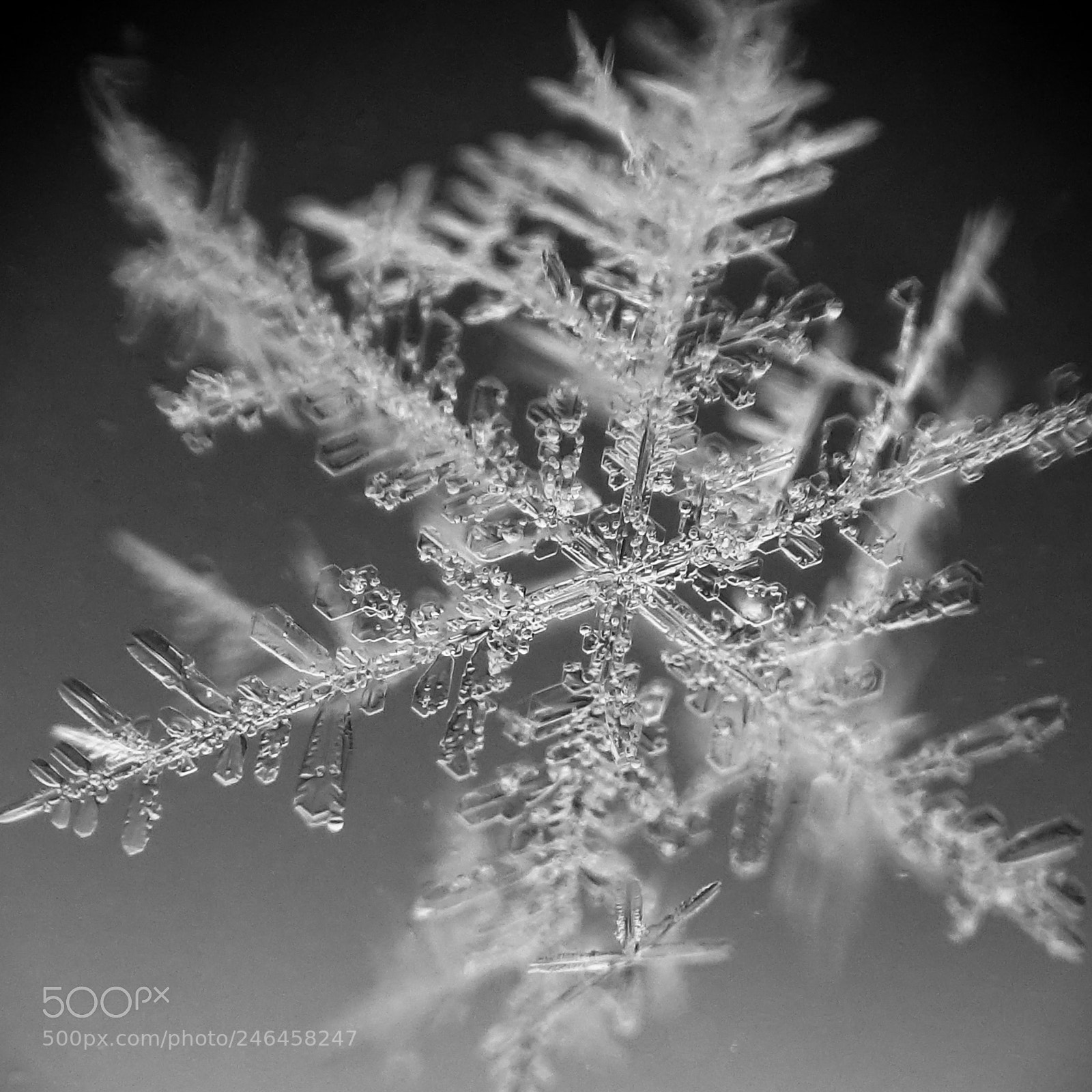 Sony DSC-RX100M5 sample photo. Radiating dendrites #2 photography