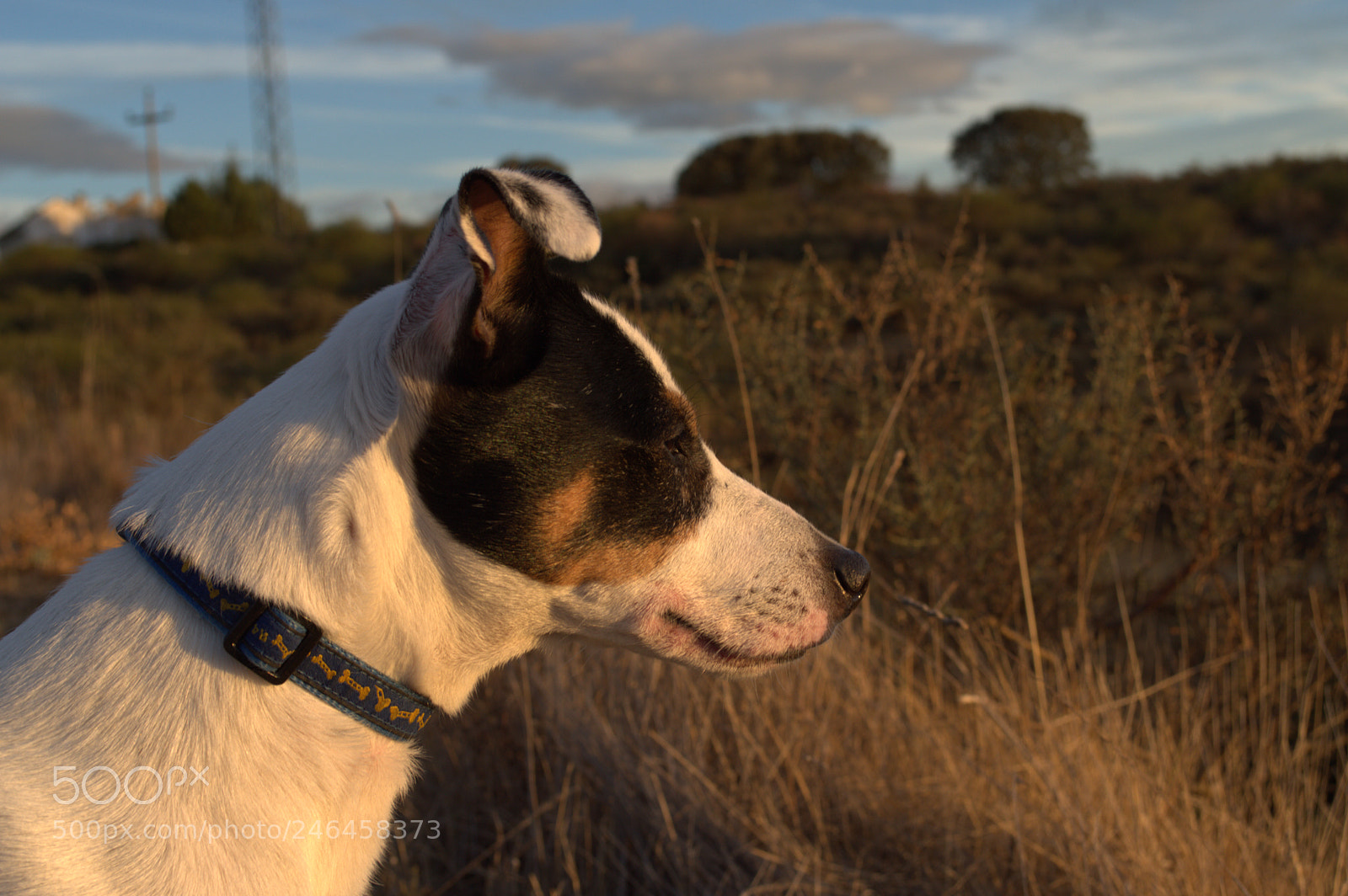 Nikon D3200 sample photo. El mejor amigo. photography
