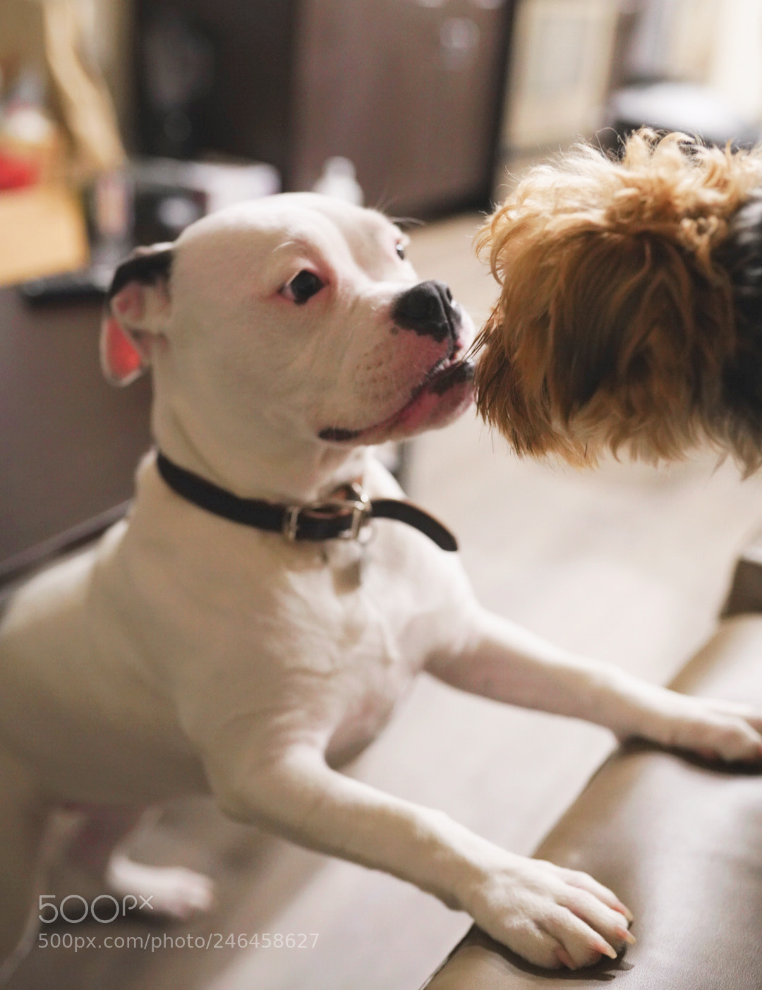 Sony a7R III sample photo. Ccino and pepsi ❤️ photography