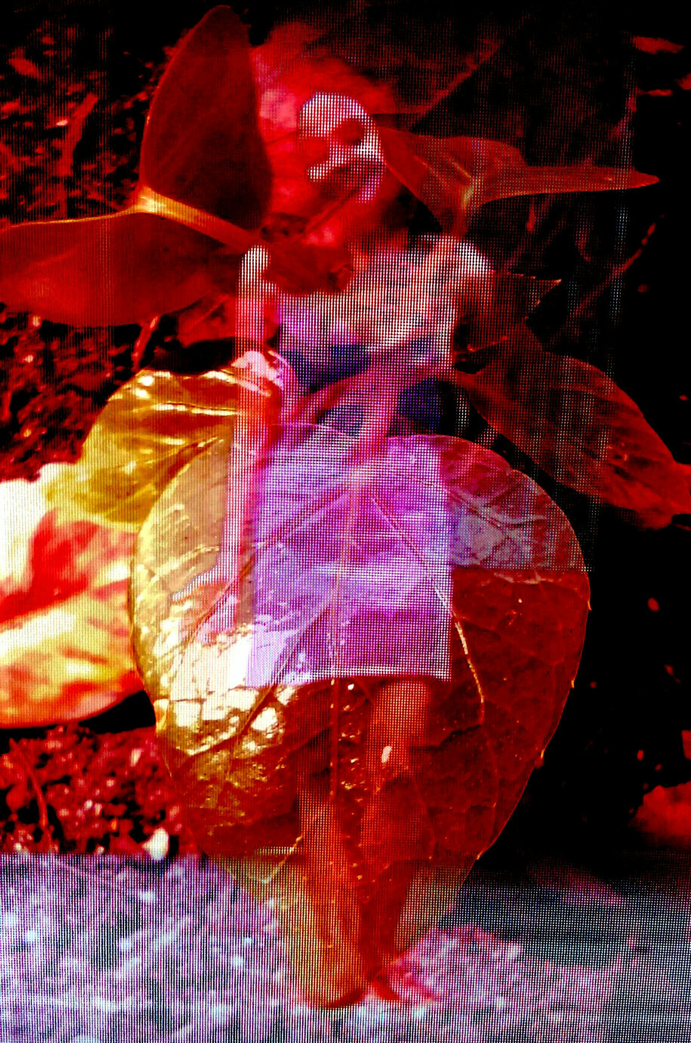 HTC DESRIE D530 sample photo. She makes my stems grow into her photography