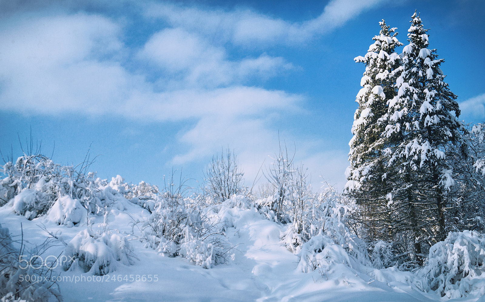 Sony SLT-A58 sample photo. 119.jpg photography