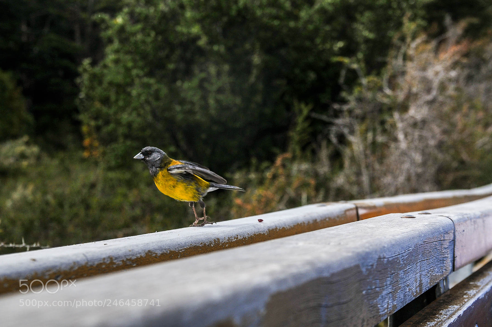 Nikon D300 sample photo. En pleno vuelo photography