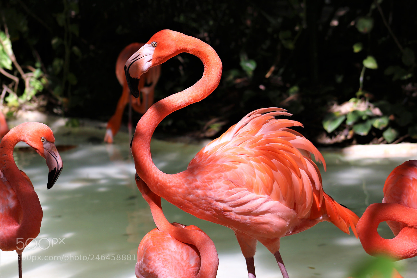 Canon EOS 750D (EOS Rebel T6i / EOS Kiss X8i) sample photo. Flamingo photography