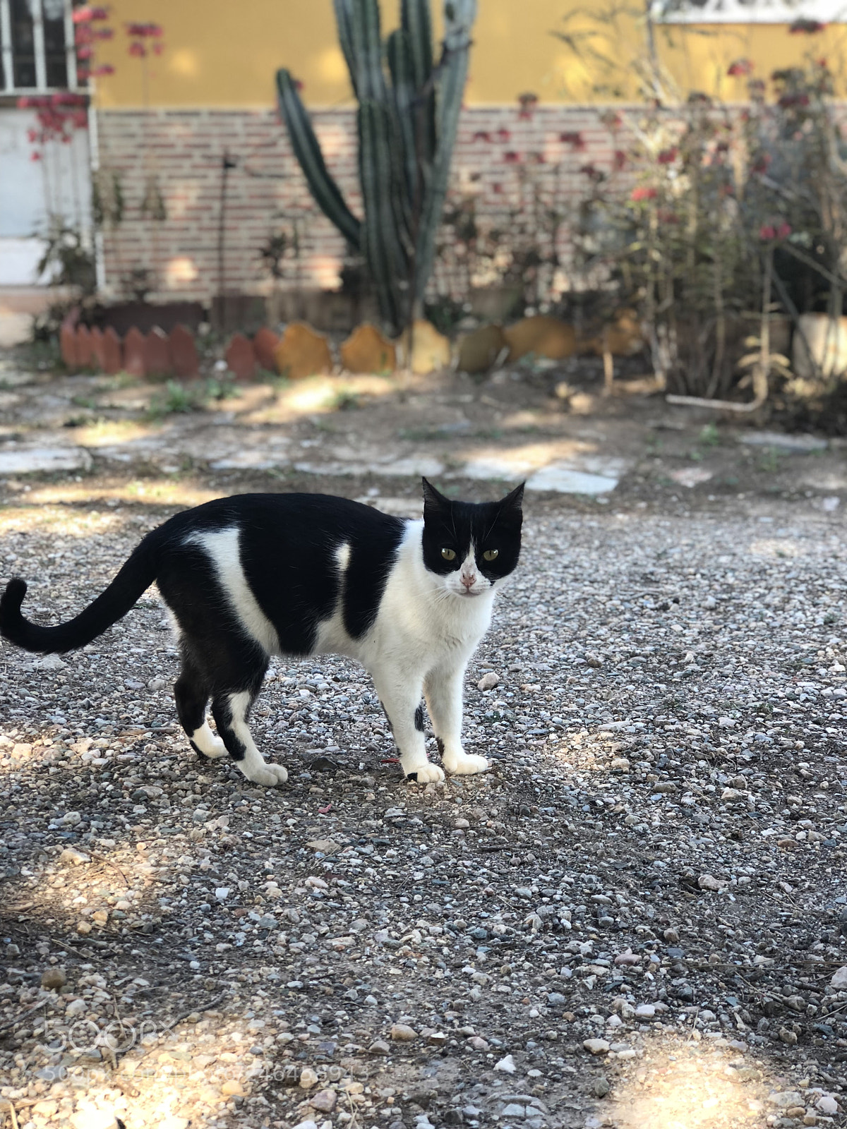 Apple iPhone 8 Plus sample photo. Untitled photography