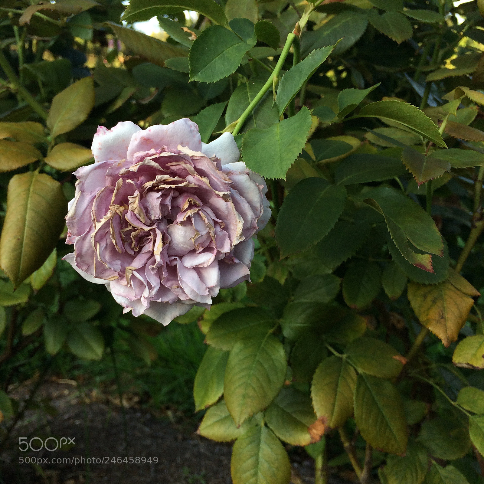 Apple iPhone 5s sample photo. End of season rose photography