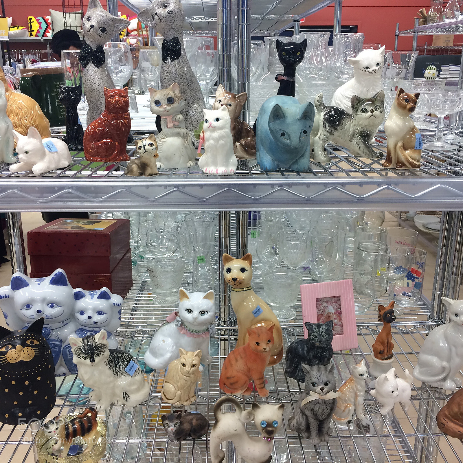 Apple iPhone 5s sample photo. Instant cat collection photography