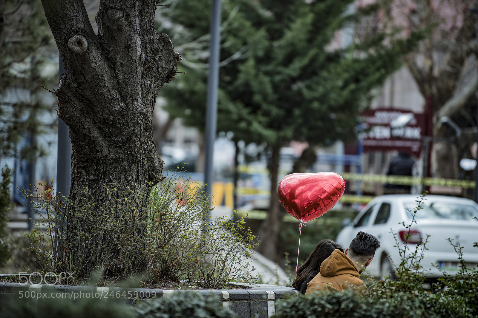 Nikon D850 sample photo. Heart park love tree photography