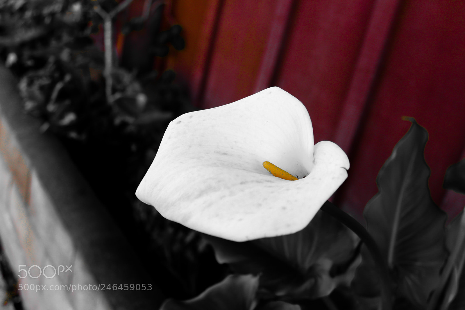Canon EOS 700D (EOS Rebel T5i / EOS Kiss X7i) sample photo. Calla lily photography