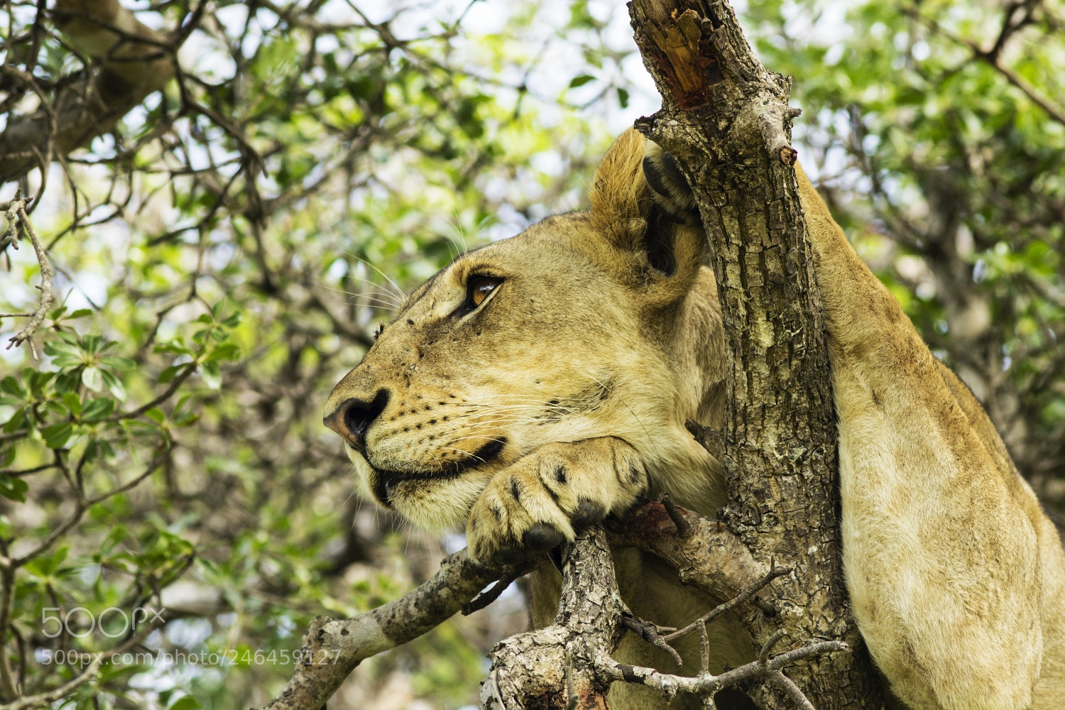 Canon EOS 600D (Rebel EOS T3i / EOS Kiss X5) sample photo. Lion photography