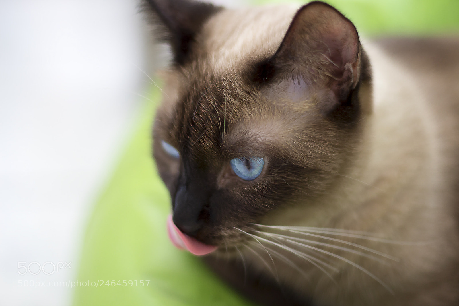 Canon EOS 700D (EOS Rebel T5i / EOS Kiss X7i) sample photo. Arya photography