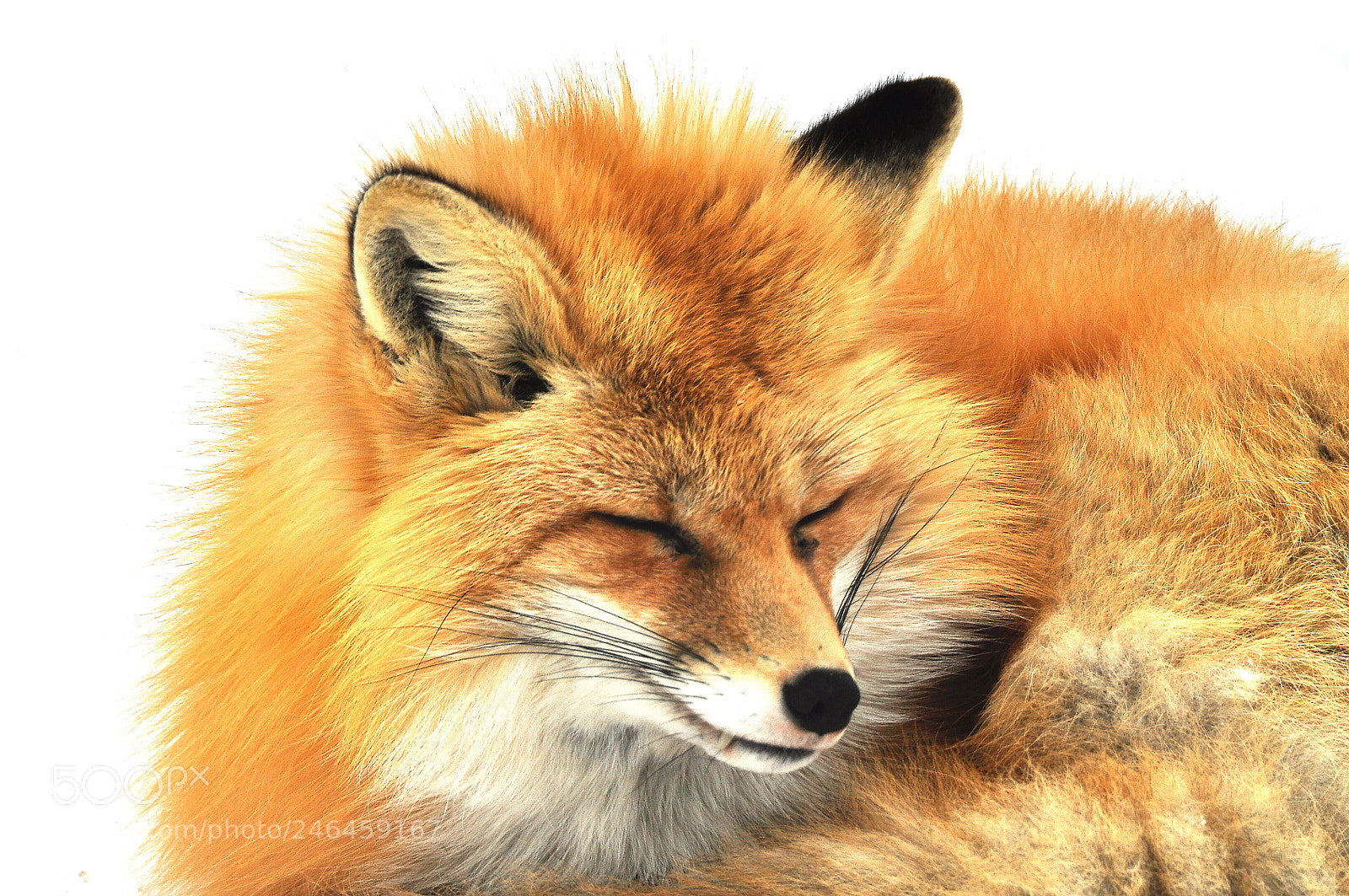 Nikon D90 sample photo. Red fox photography