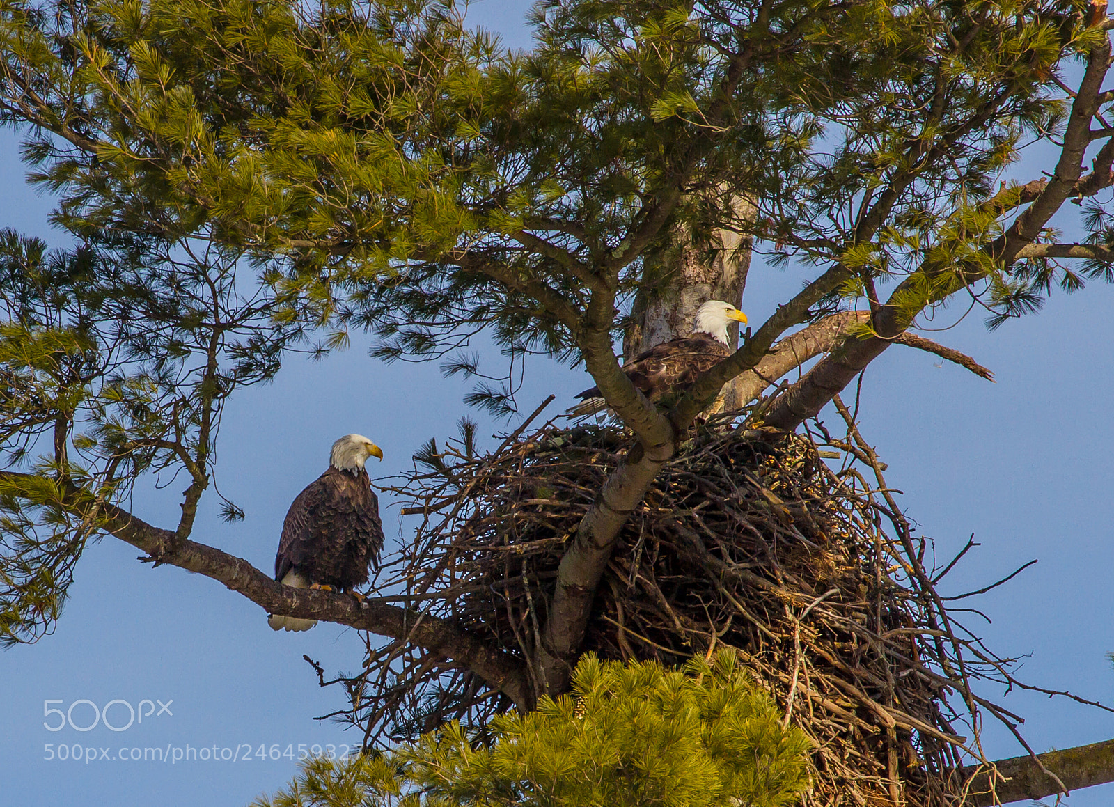 Canon EOS 7D sample photo. Nesting pair photography