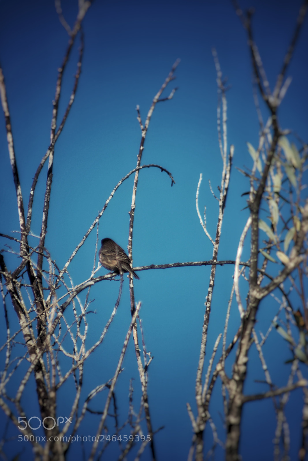 Canon EOS 700D (EOS Rebel T5i / EOS Kiss X7i) sample photo. Bird photography