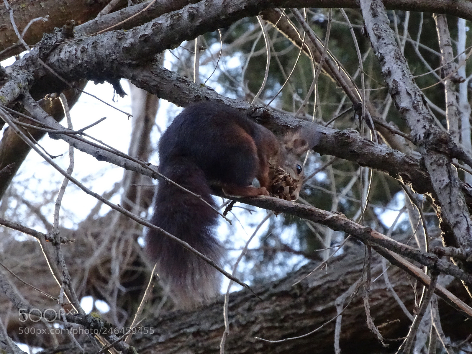 Sony Cyber-shot DSC-HX350 sample photo. Chipmunk photography