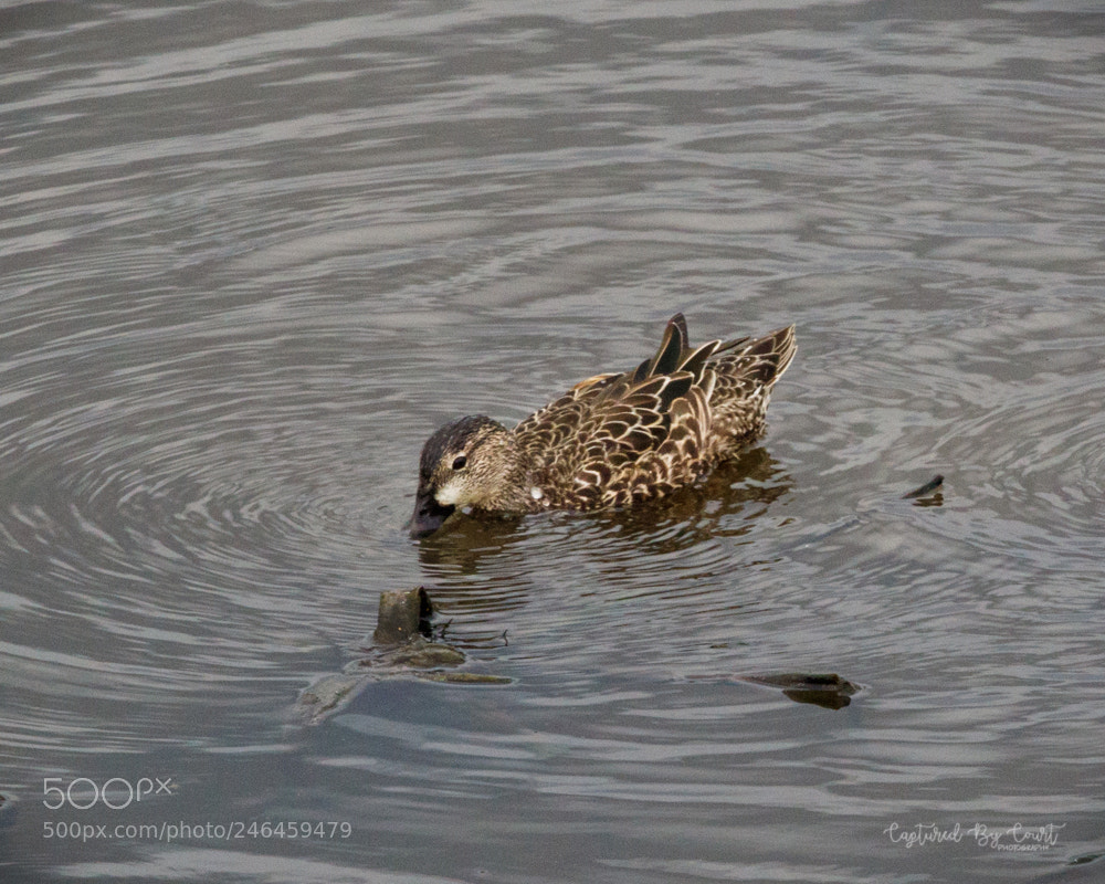 Canon EOS 7D Mark II sample photo. 1.jpg photography