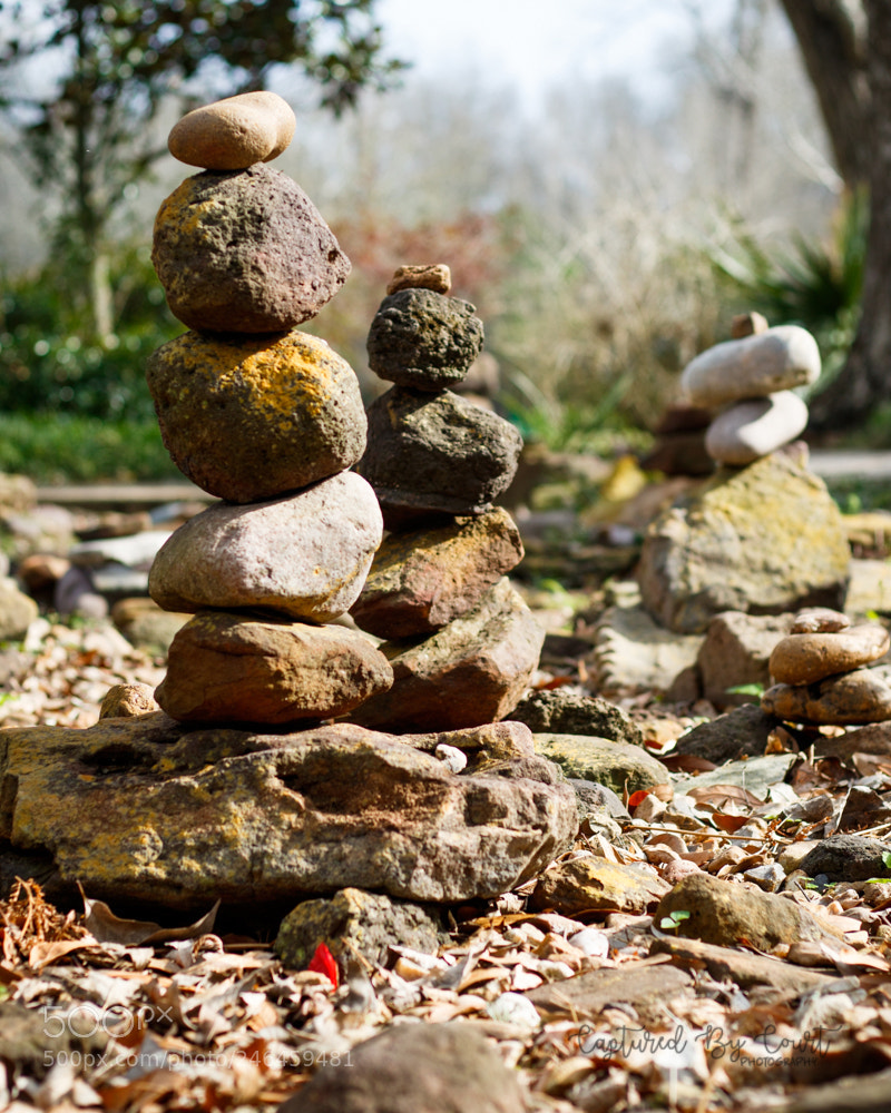 Canon EOS 7D Mark II sample photo. 2.jpg photography