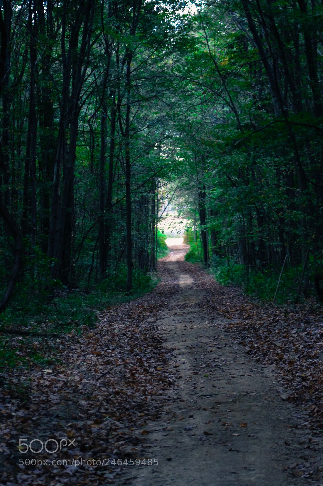 Canon EOS 700D (EOS Rebel T5i / EOS Kiss X7i) sample photo. Forest photography