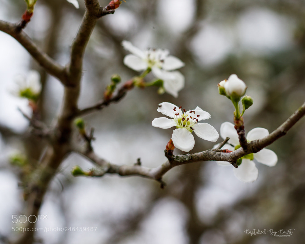 Canon EOS 7D Mark II sample photo. 3.jpg photography