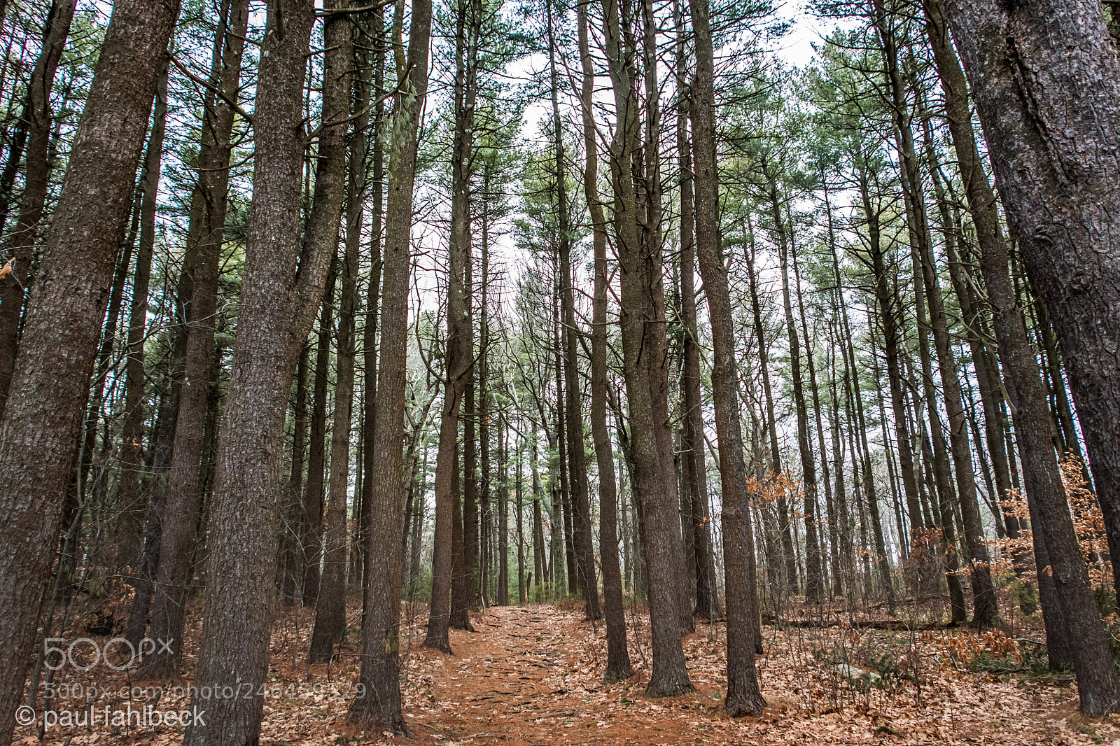 Nikon D7200 sample photo. In the woods photography