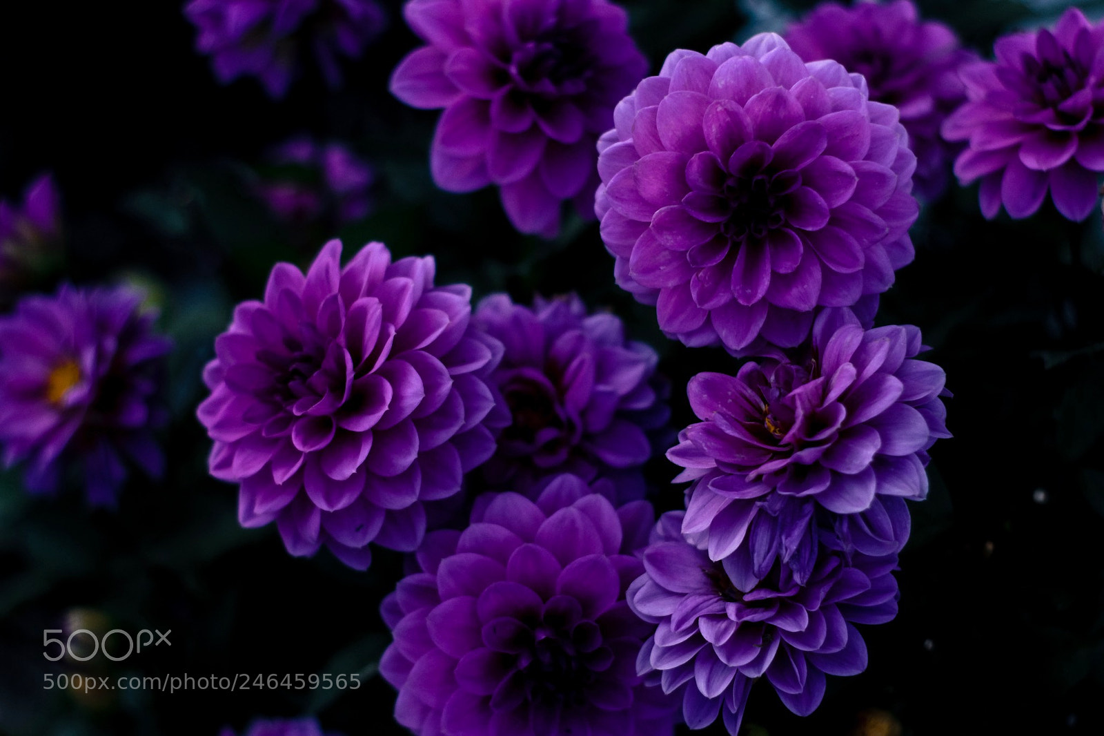 Canon EOS 700D (EOS Rebel T5i / EOS Kiss X7i) sample photo. Flowers photography