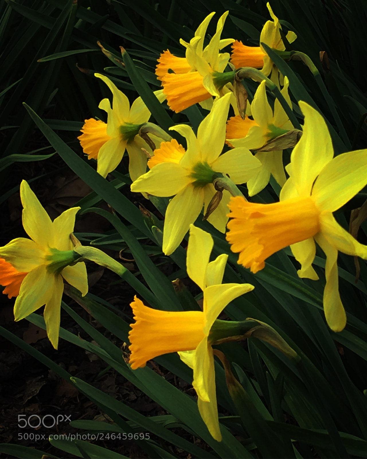 Apple iPhone 6s sample photo. Daffodils photography
