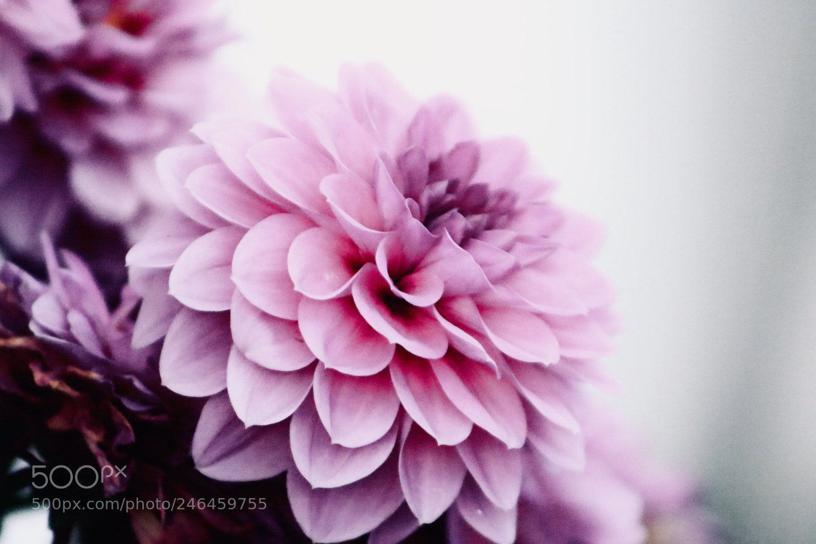 Canon EOS 700D (EOS Rebel T5i / EOS Kiss X7i) sample photo. Untitled photography