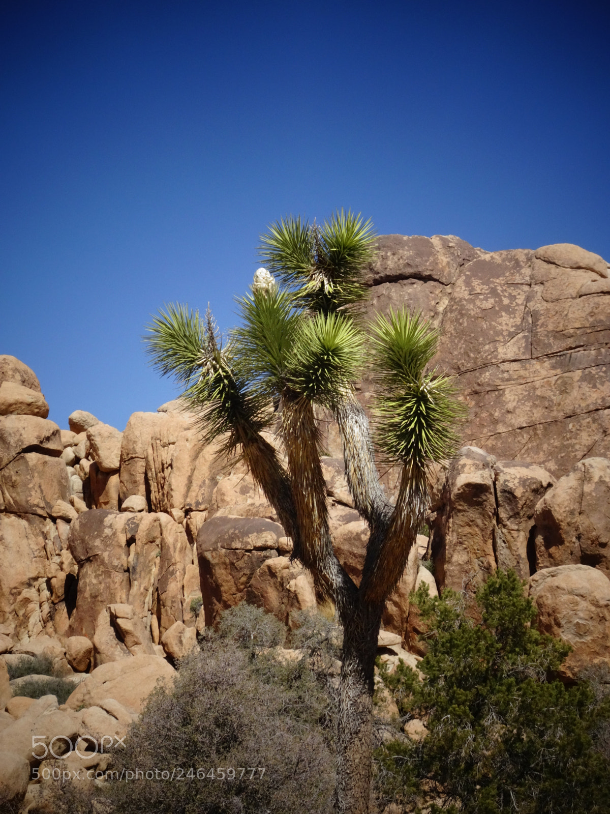 Sony Cyber-shot DSC-HX90V sample photo. Joshua tree photography
