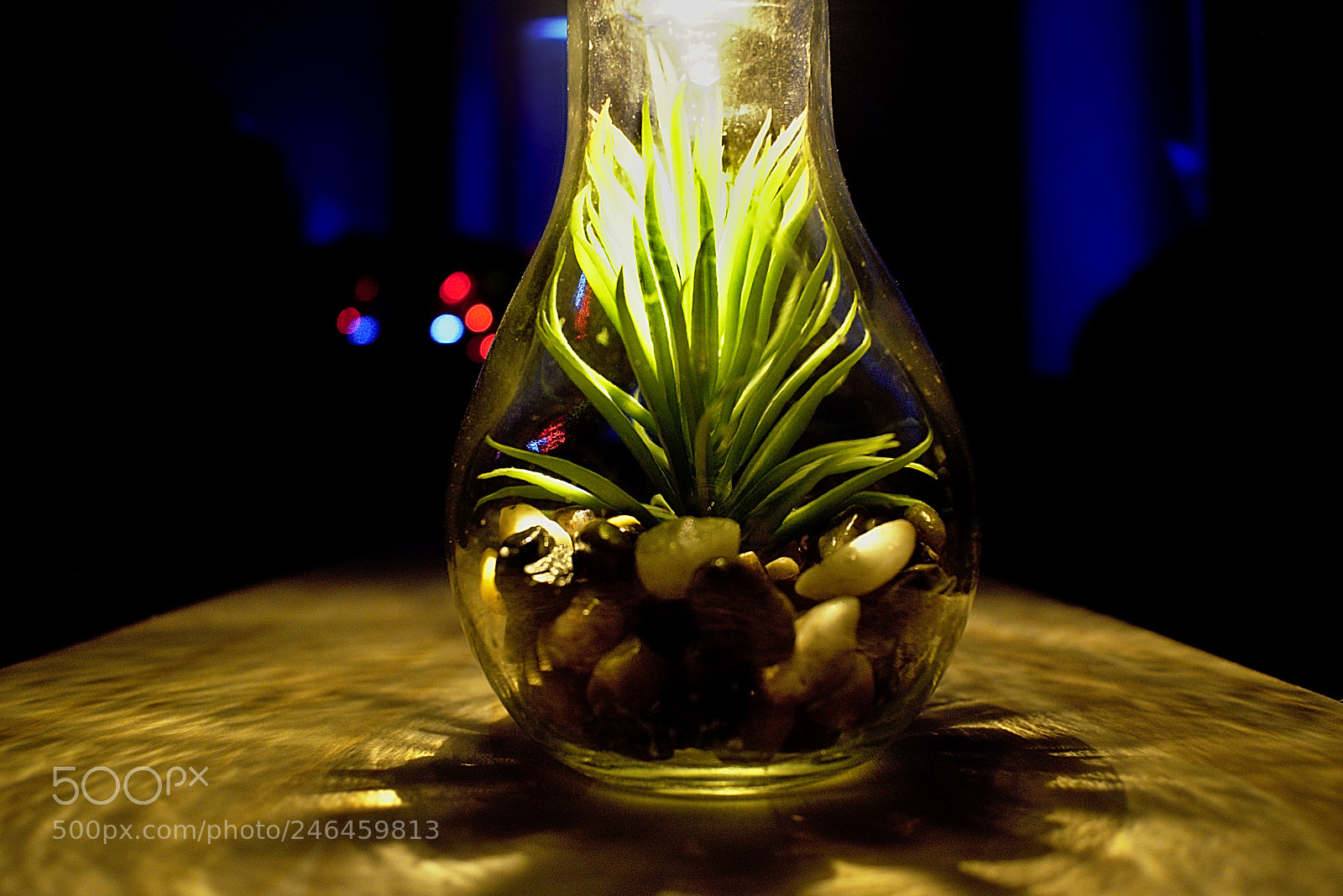 Nikon D5600 sample photo. Lightbulb plant photography