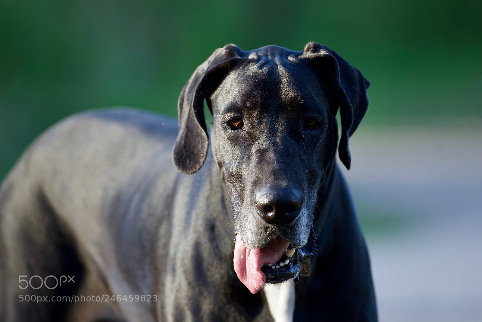 Canon EOS-1D X sample photo. Petty... photography