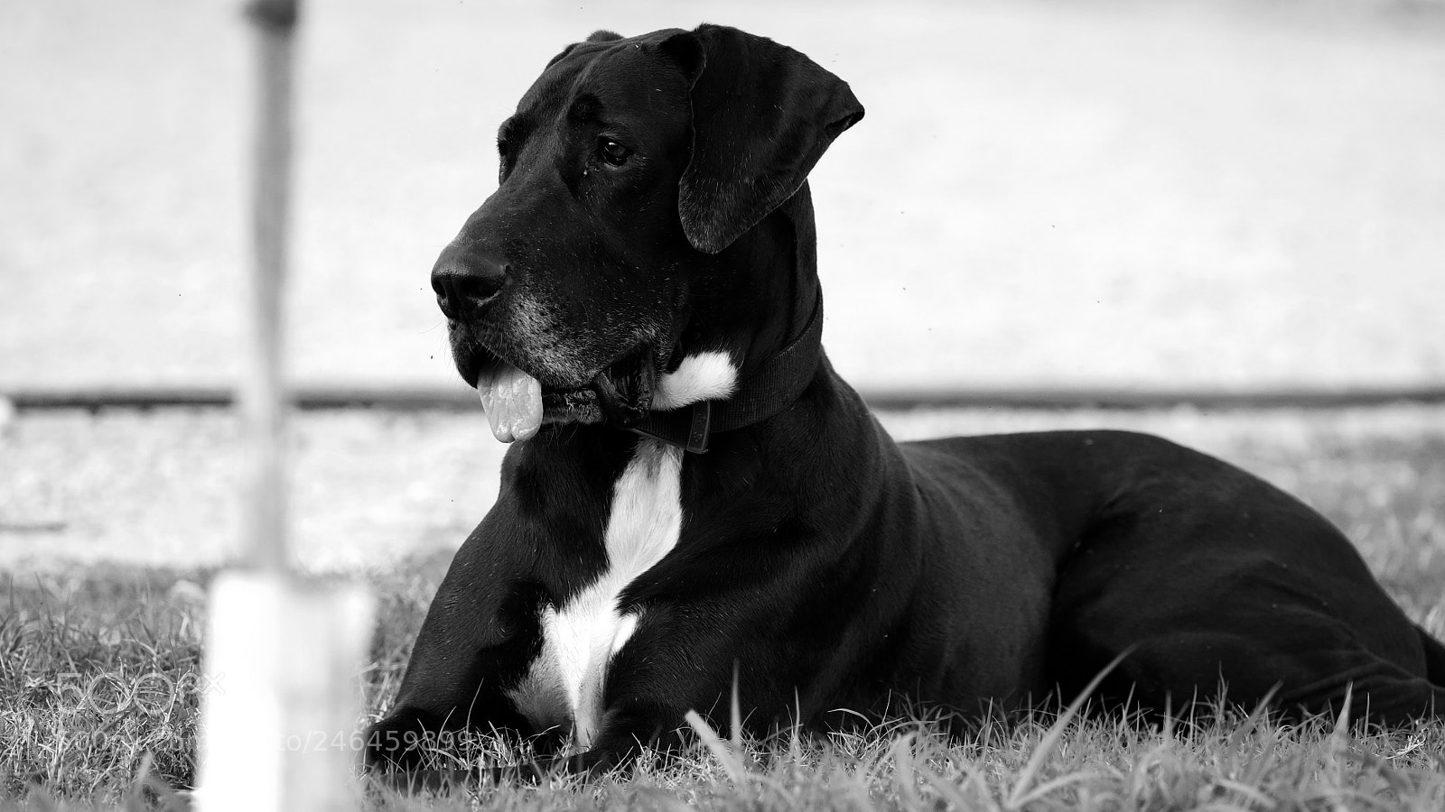 Canon EOS-1D X sample photo. Petty... photography