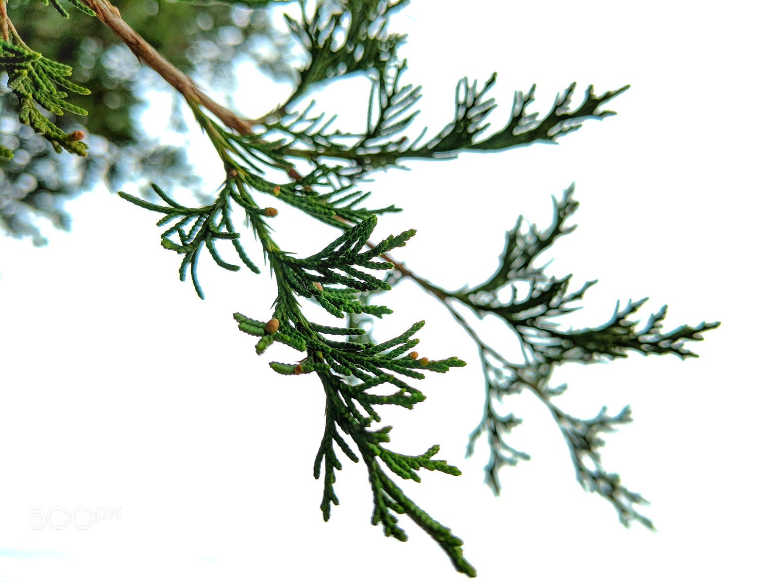 Google Pixel 2 sample photo. Pinyon pine tree photography