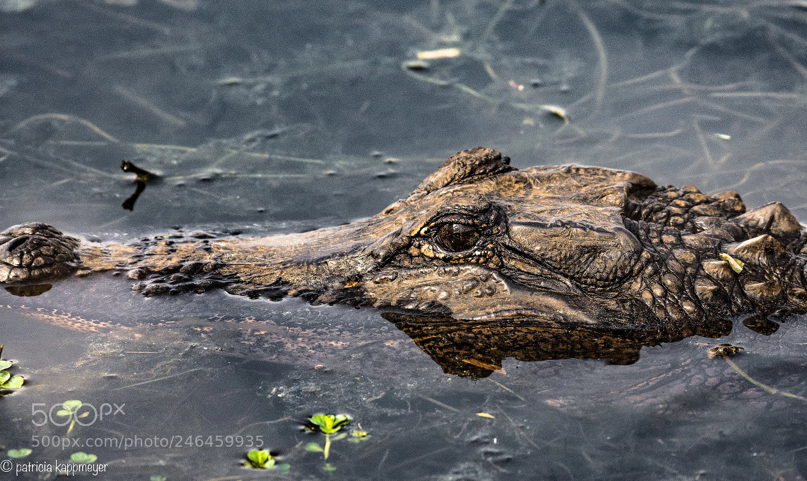 Nikon D7200 sample photo. Alligator photography