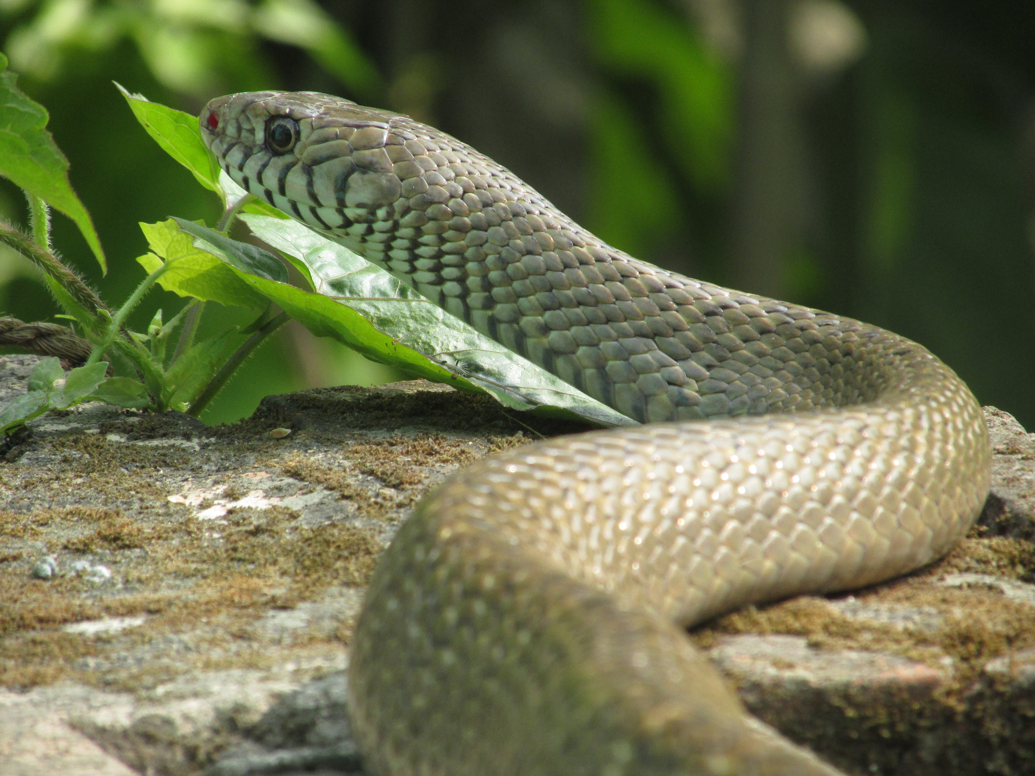 Canon PowerShot SX160 IS sample photo. Cute snake photography