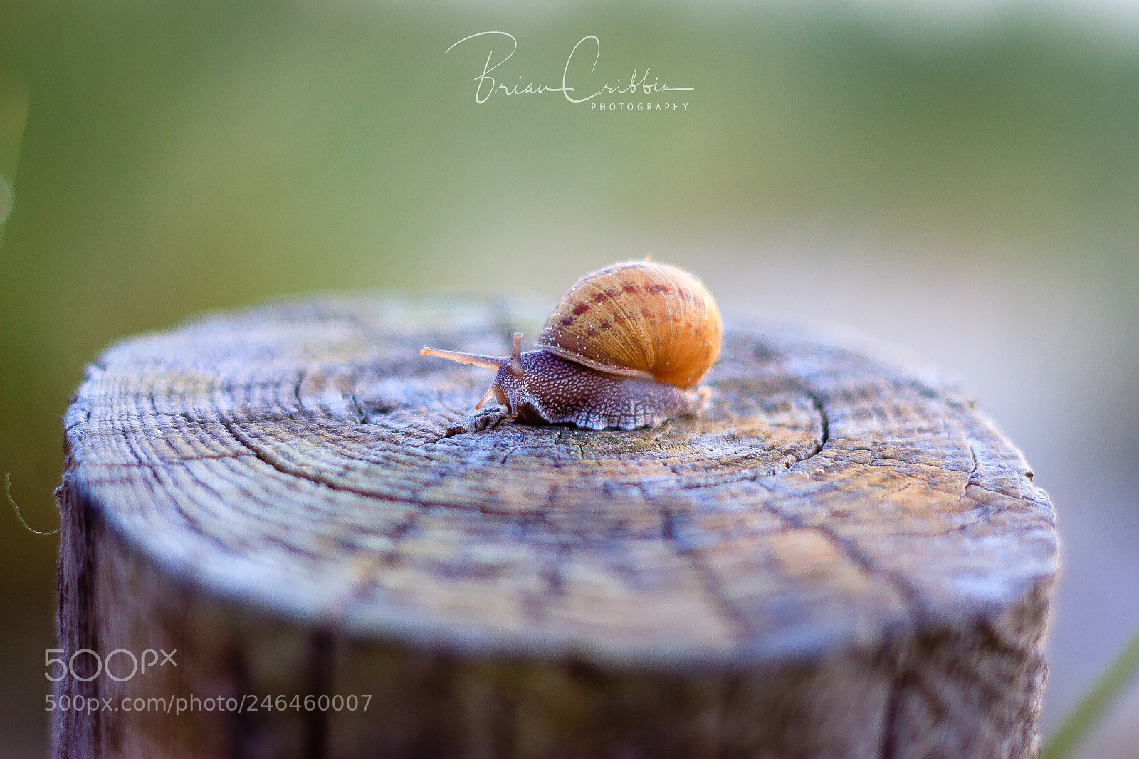 Canon EOS 7D sample photo. Snail post photography