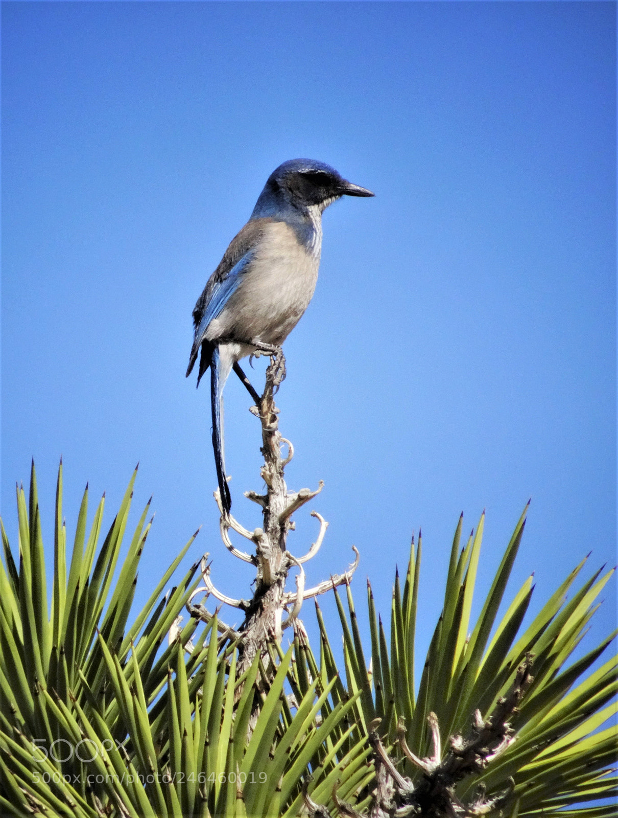 Sony Cyber-shot DSC-HX90V sample photo. Pinyon jay photography