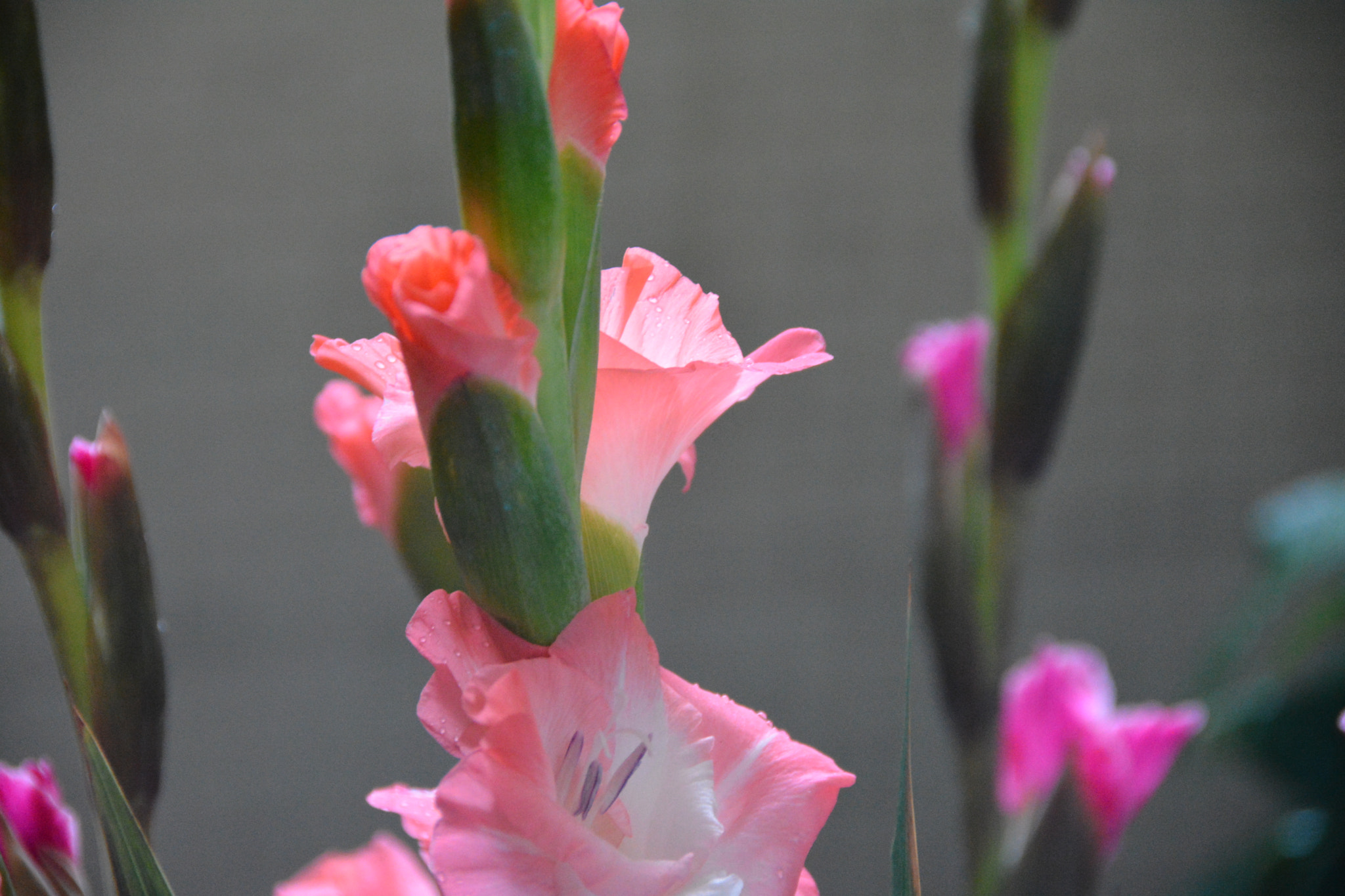 Nikon D7100 sample photo
