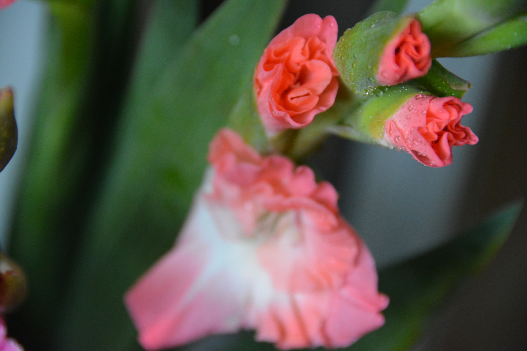 Nikon D7100 sample photo