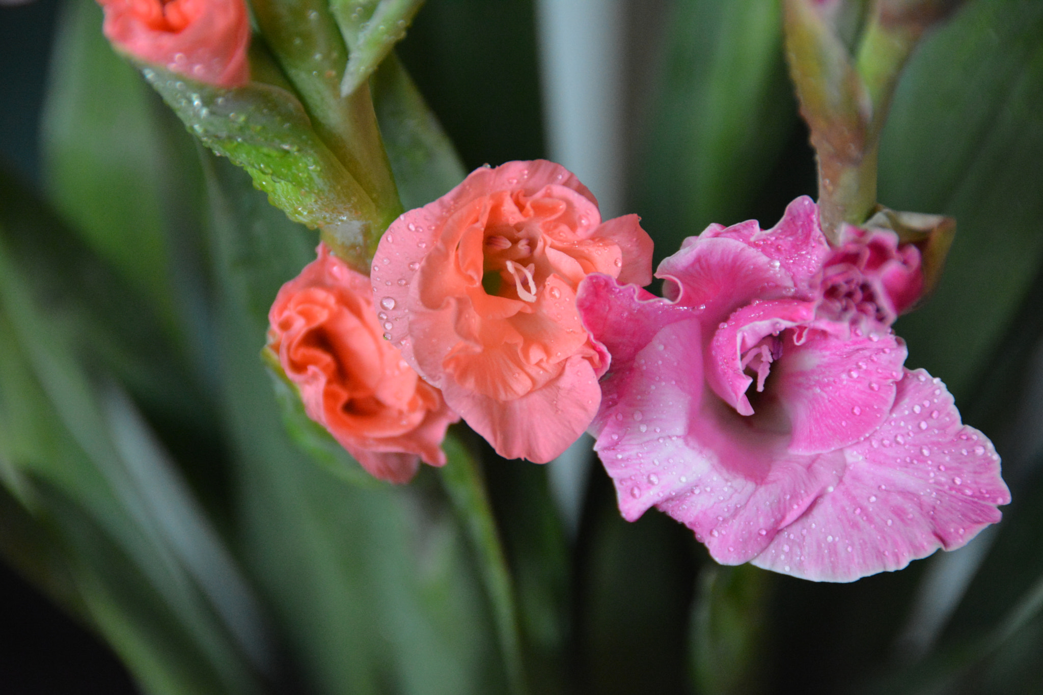 Nikon D7100 sample photo