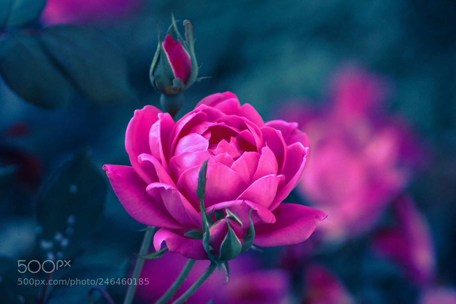 Canon EOS 700D (EOS Rebel T5i / EOS Kiss X7i) sample photo. Rose photography