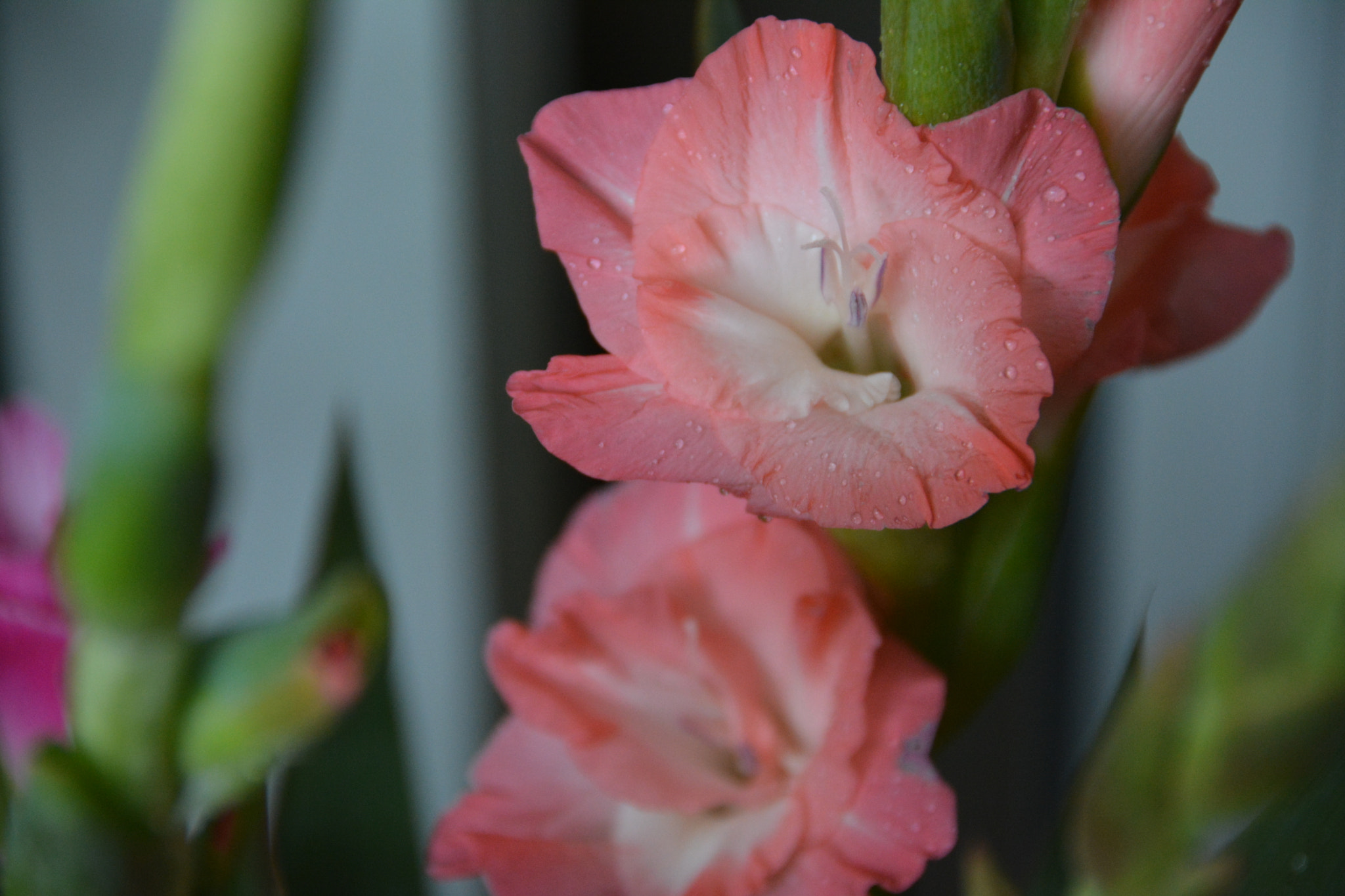 Nikon D7100 sample photo