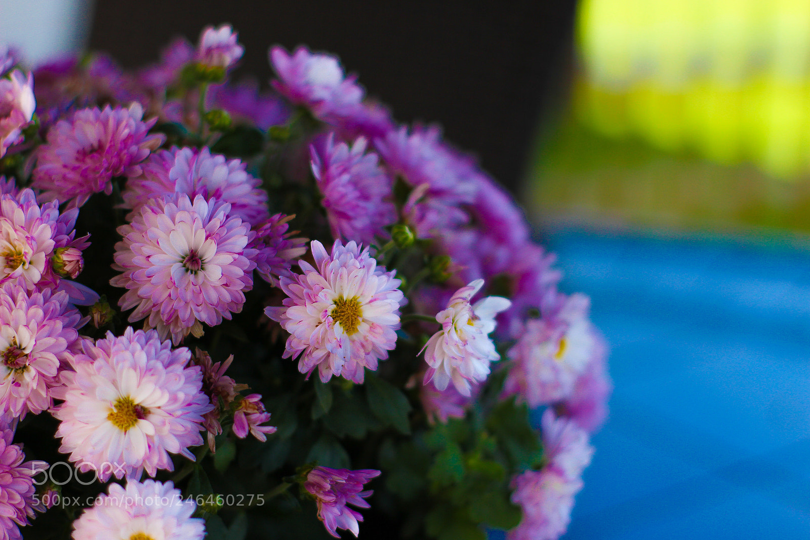 Canon EOS 700D (EOS Rebel T5i / EOS Kiss X7i) sample photo. Untitled photography