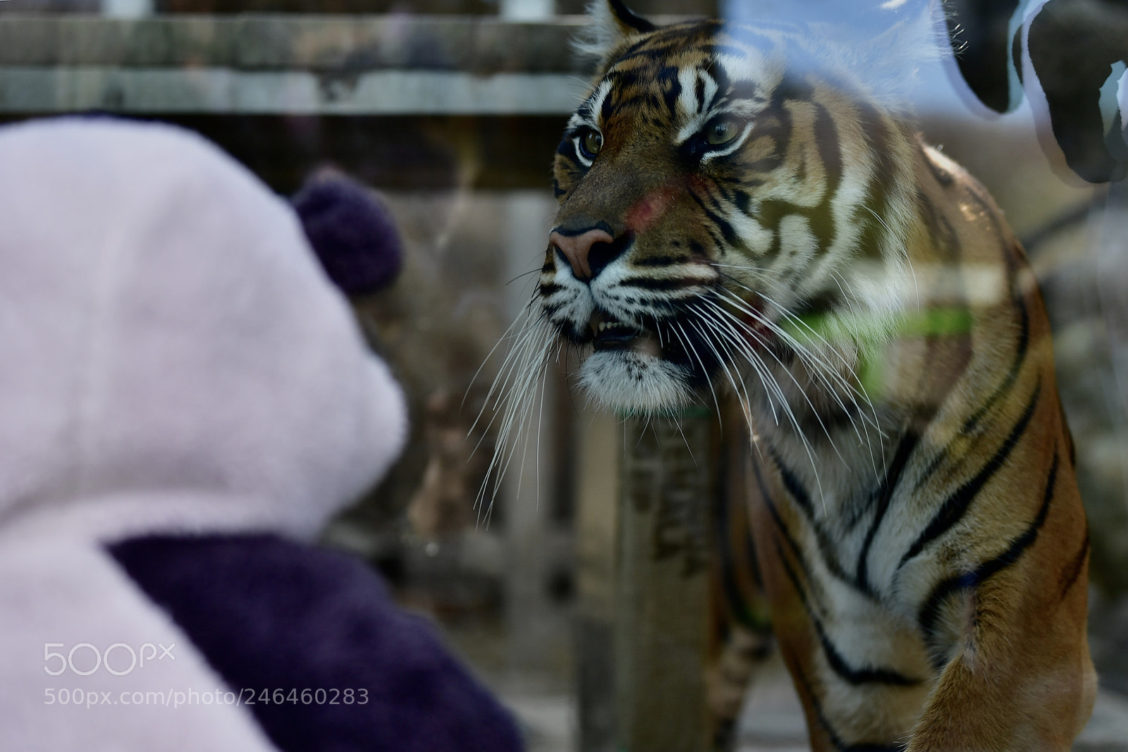 Nikon D5 sample photo. Sumatran tiger photography
