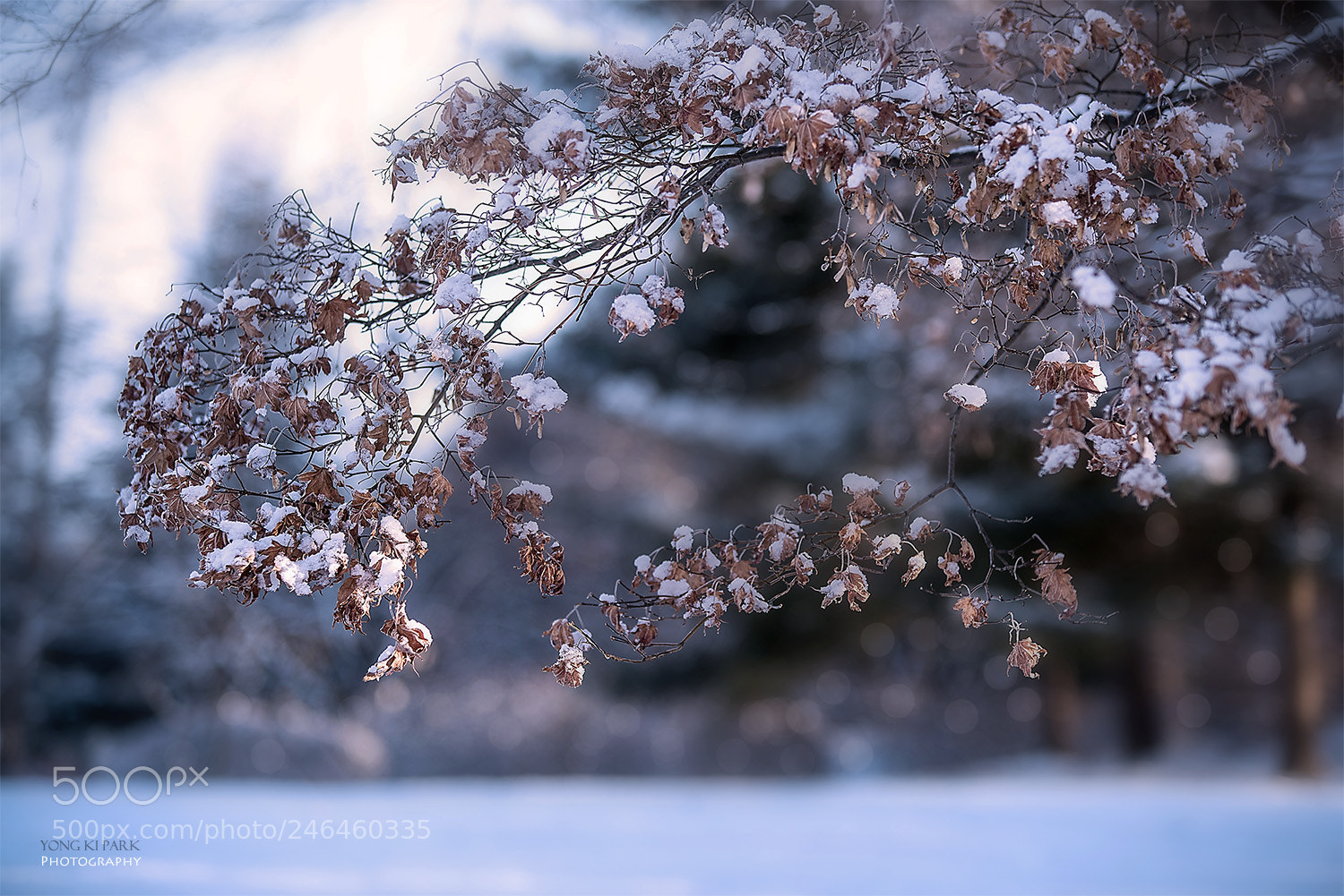 Pentax K-1 sample photo. The life in february-1 photography