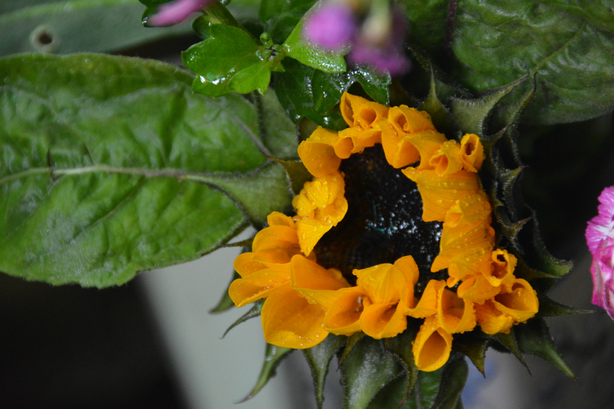 Nikon D7100 sample photo