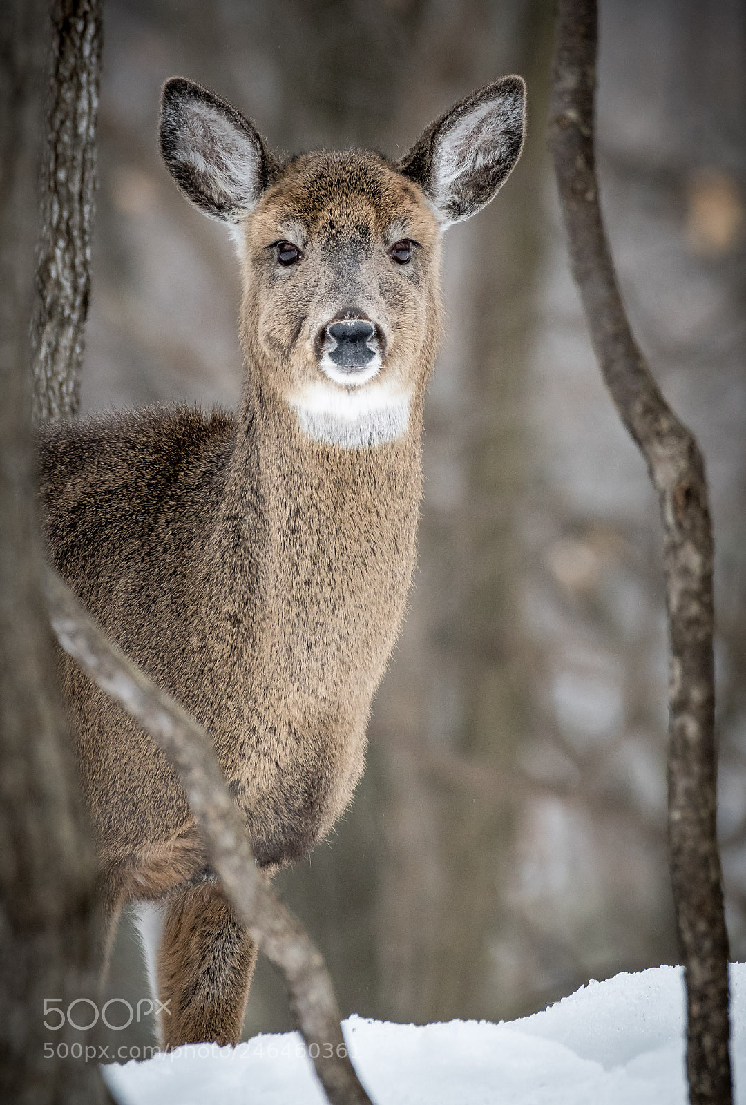 Nikon D500 sample photo. Frightened deer photography