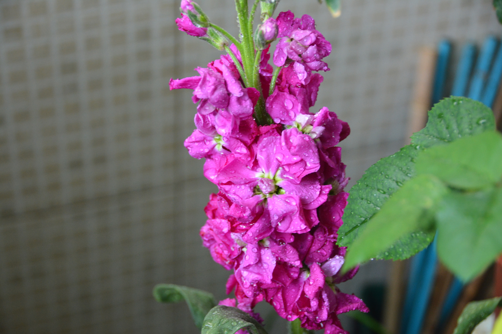 Nikon D7100 sample photo