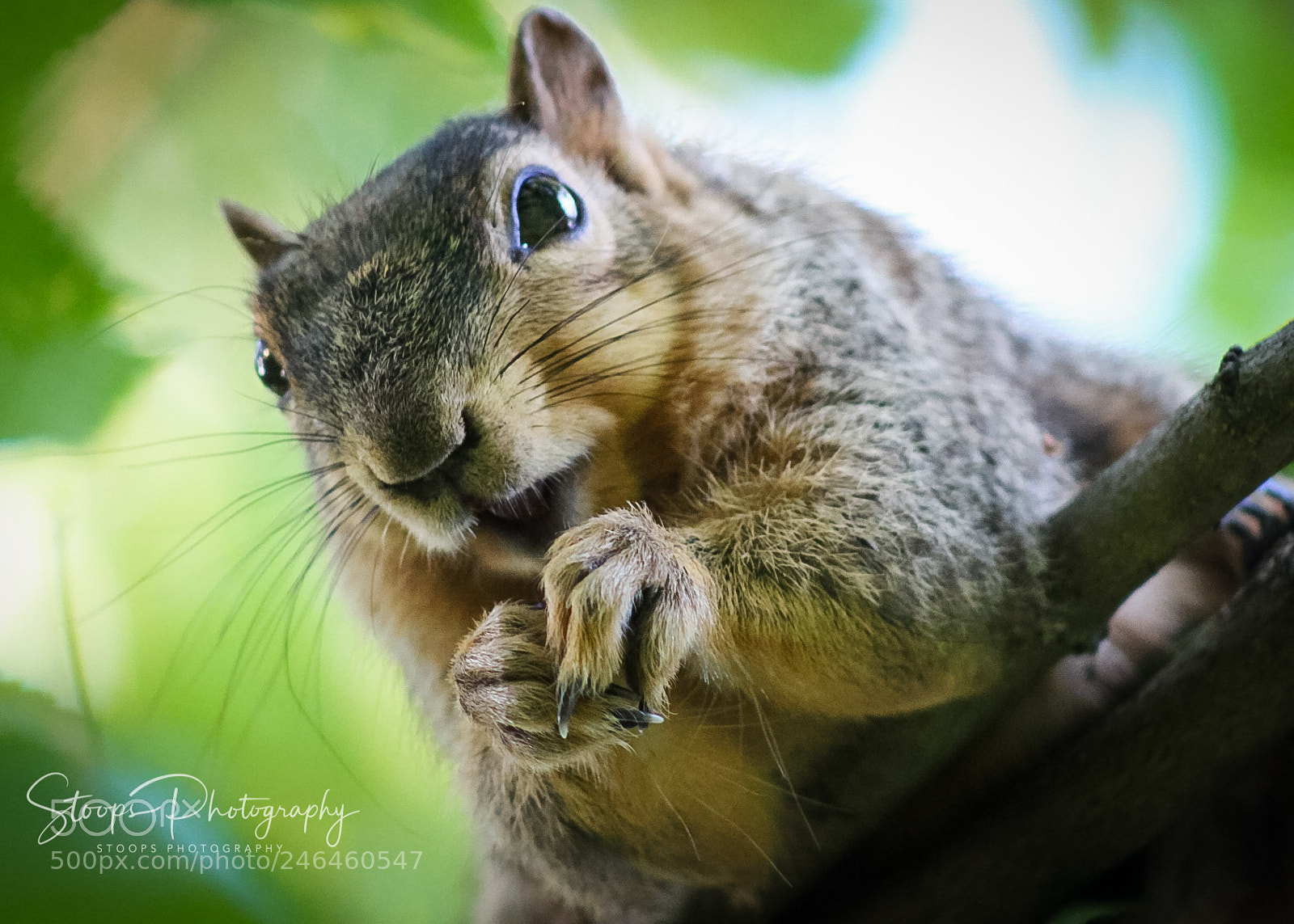 Canon EOS 1300D (EOS Rebel T6 / EOS Kiss X80) sample photo. Squirreleditedwrks photography