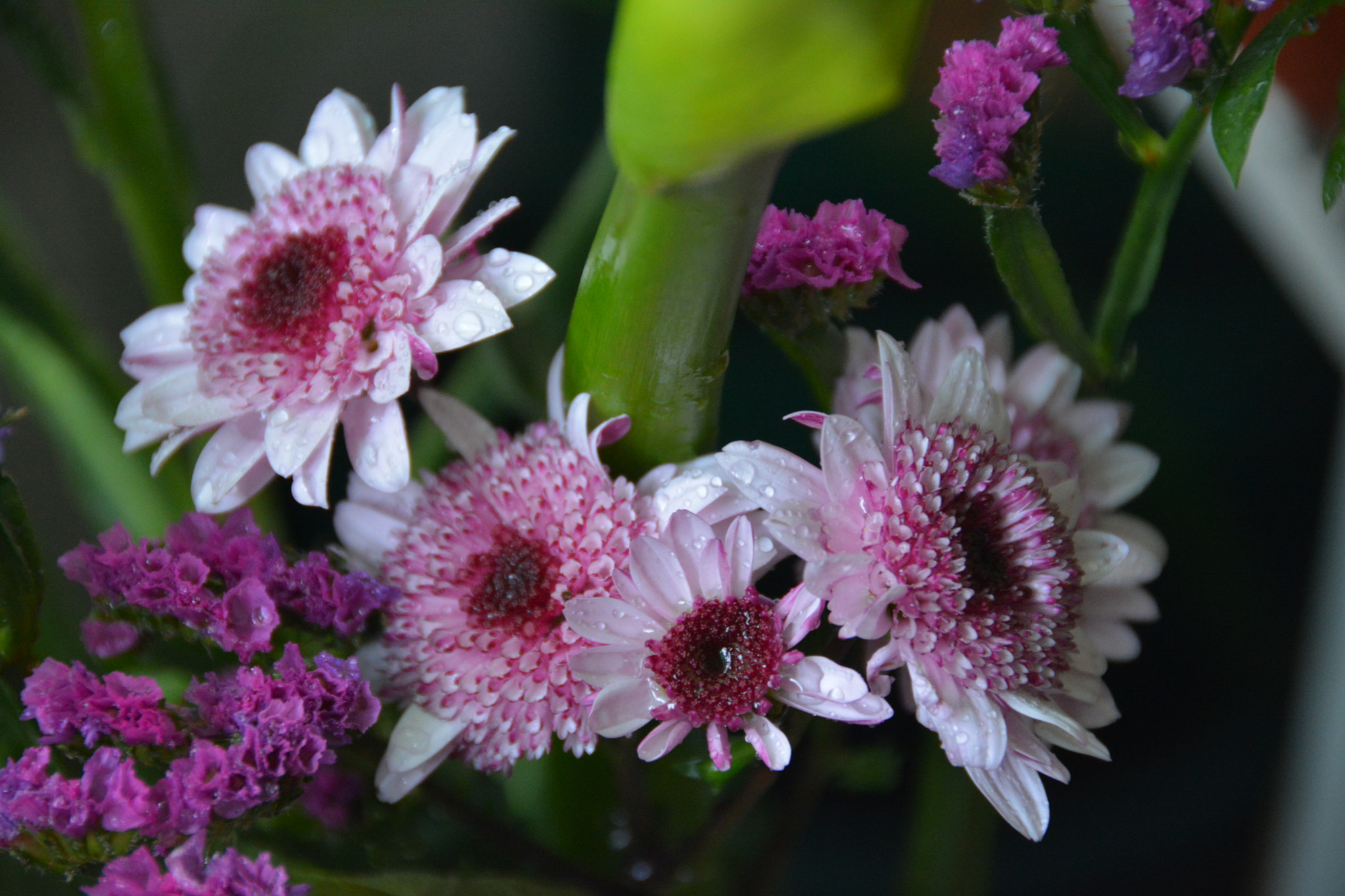 Nikon D7100 sample photo
